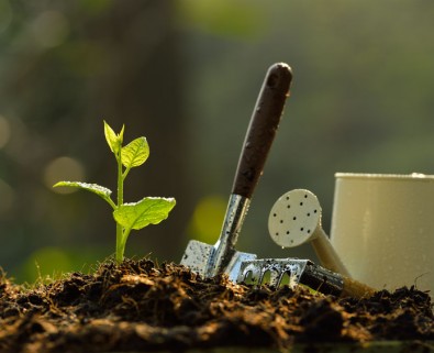 gardening, growing a plant, starting a business