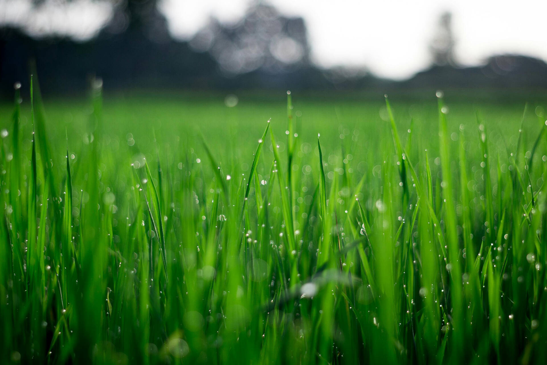 Griffith Article | CEO Magazine